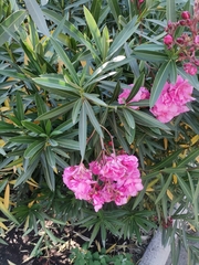 Nerium oleander
