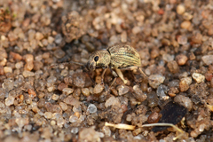 Calomycterus setarius
