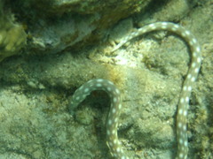 Myrichthys breviceps