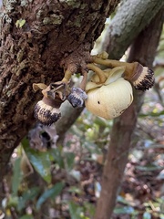Duguetia sooretamae