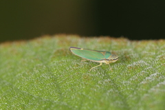 Graphogonalia evagorata