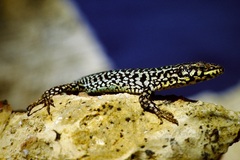 Podarcis filfolensis maltensis