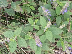 Salvia bogotensis