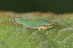 Graphogonalia evagorata