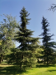 Cedrus