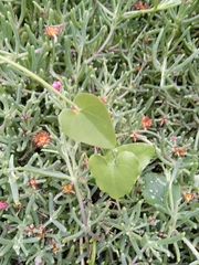 Aristolochia baetica