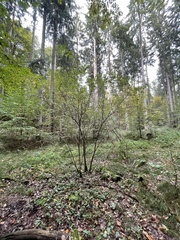 Sambucus racemosa
