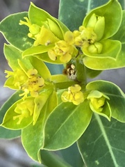 Euphorbia oblongata