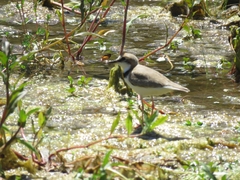 Charadrius collaris