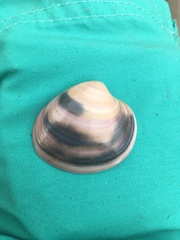 Eucallista purpurata