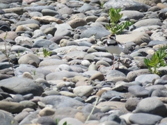 Charadrius collaris