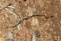 Aparallactus capensis