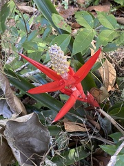 Aechmea lamarchei