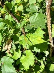 Vitis