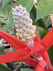 Aechmea lamarchei
