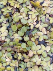 Azolla rubra
