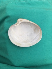 Eucallista purpurata