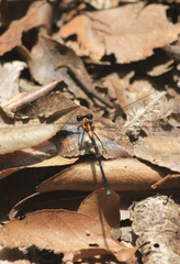 Austroargiolestes amabilis