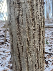 Populus grandidentata