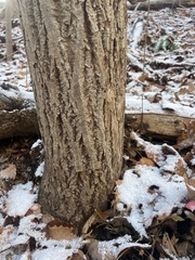 Populus grandidentata