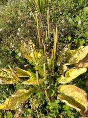 Plantago major