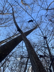 Populus grandidentata