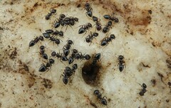 Crematogaster auberti