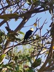 Molothrus bonariensis