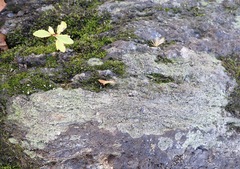 Bacidia fuscoviridis