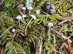Mycena alcalina