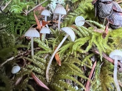 Mycena alcalina