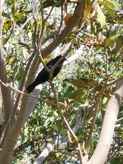 Molothrus bonariensis