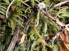 Mycena alcalina