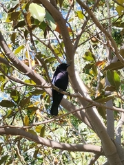 Molothrus bonariensis
