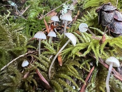 Mycena alcalina