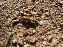 Neoscapteriscus vicinus