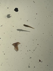 Vertebrata