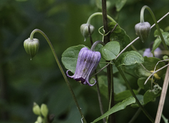 Clematis pitcheri