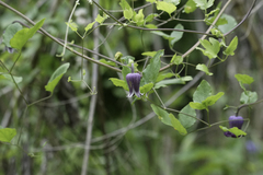 Clematis pitcheri