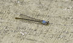 Argia moesta