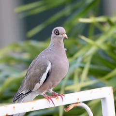 Patagioenas corensis