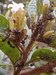 Formicidae
