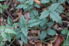 Rubus trivialis