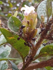 Formicidae