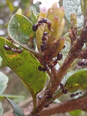 Formicidae