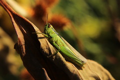 Mecostethus parapleurus