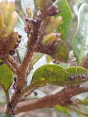 Formicidae