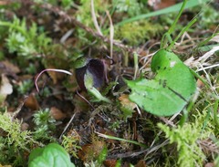 Corybas obscurus