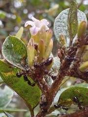 Formicidae