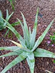 Aloe